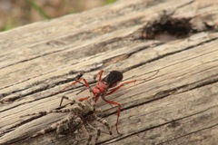 Tachypompilus ferrugineus