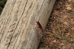 Tachypompilus ferrugineus