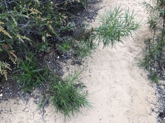 Eriodictyon altissimum