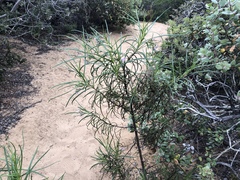 Eriodictyon altissimum