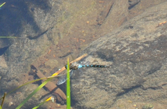 Rhionaeschna californica