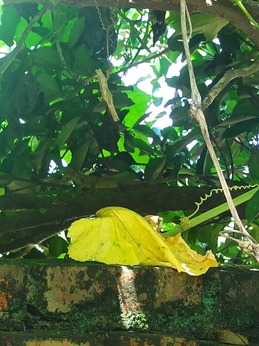 Calotes wangi wangi