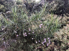 Eriodictyon altissimum