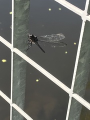 Libellula axilena