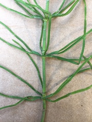 Equisetum pratense