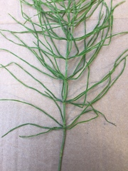 Equisetum pratense