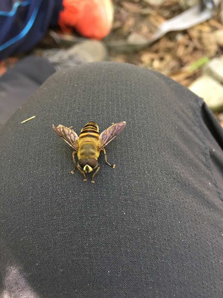 Mallota cingulata