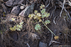Ranunculus andersonii