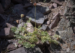 Ranunculus andersonii
