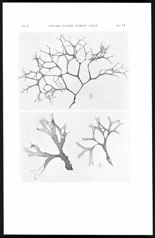 Sarcodiotheca divaricata