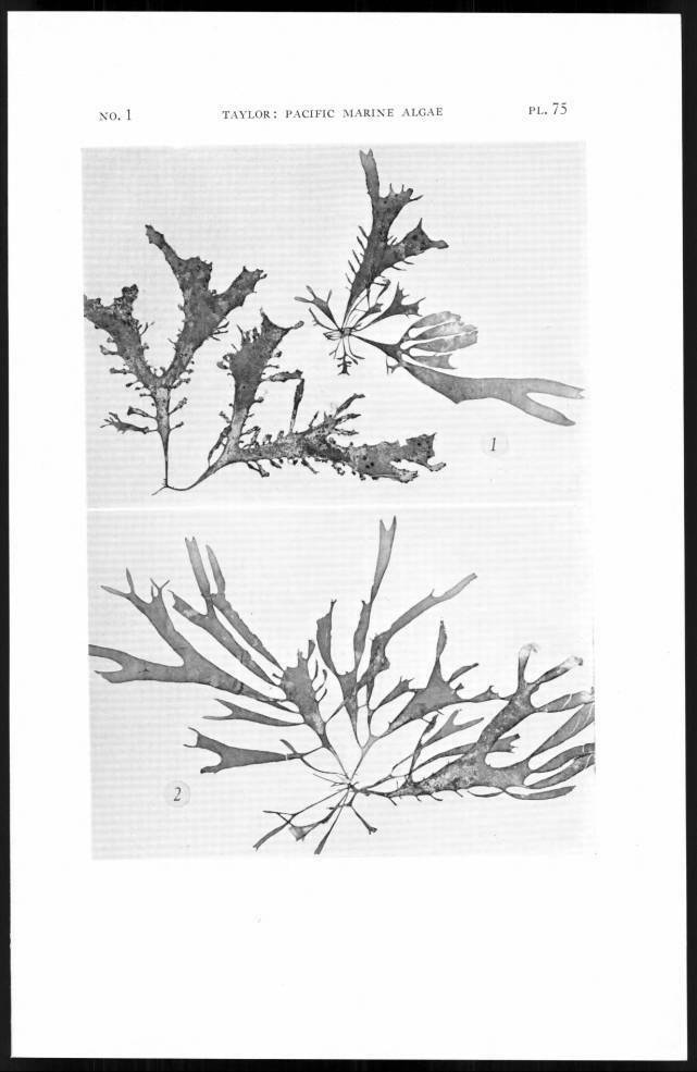 Sarcodiotheca ecuadoreana