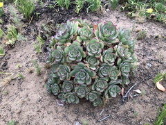Aeonium haworthii