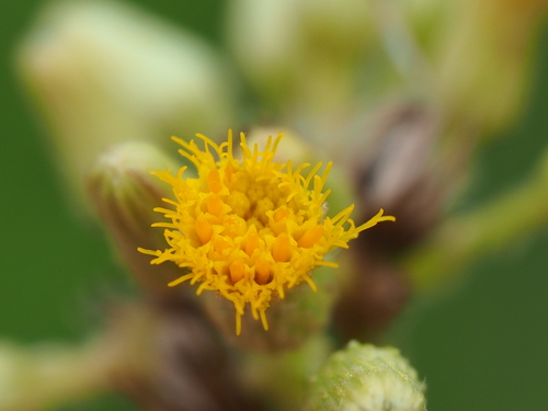 Blumea balsamifera (L.) DC.