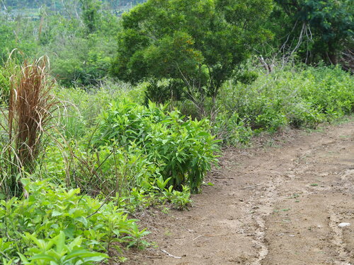 Image of Blumea balsamifera by no rights reserved