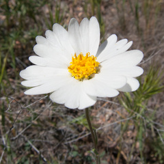 Layia glandulosa