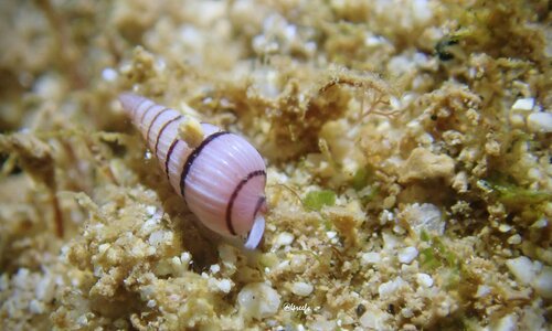 Terenolla pygmaea observed 2024-06-06