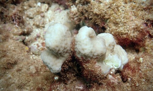 Montipora incrassata, 2024-06-06