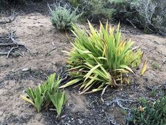 Chasmanthe floribunda