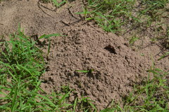 Geomys breviceps