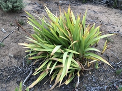 Chasmanthe floribunda