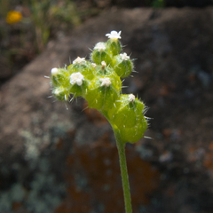 Cryptantha cycloptera