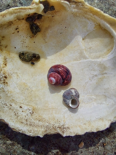 Gigahomalopoma sangarense