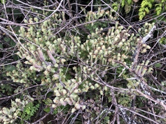 Phacelia malvifolia