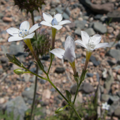 Gilia flavocincta