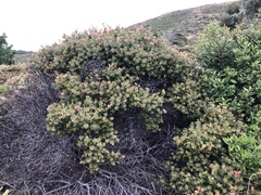 Arctostaphylos pechoensis