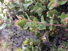 Arctostaphylos pechoensis