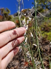 Boechera grahamii