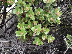 Arctostaphylos pechoensis