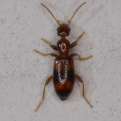 Vacusus vicinus