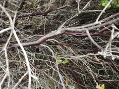 Arctostaphylos pechoensis
