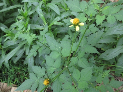 Bidens biternata iNat (2)