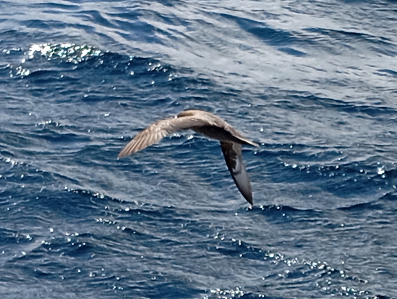 Providence Petrel (Pterodroma solandri), photo 8