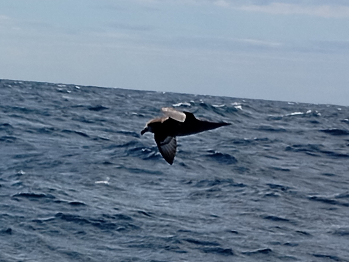 Providence Petrel (Pterodroma solandri), photo 9