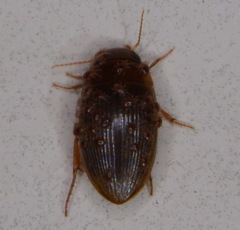 Copelatus glyphicus