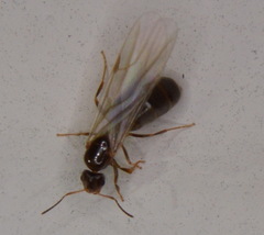 Brachymyrmex patagonicus