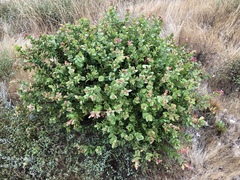 Arctostaphylos pechoensis
