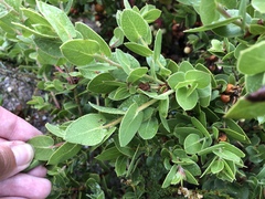 Arctostaphylos pechoensis