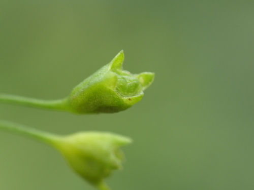 Image of Leptopetalum biflorum by no rights reserved
