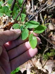 Symphoricarpos albus albus