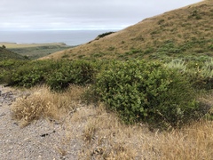 Arctostaphylos pechoensis