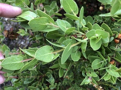 Arctostaphylos pechoensis