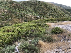 Arctostaphylos pechoensis