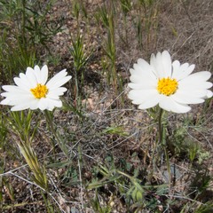 Layia glandulosa