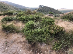 Arctostaphylos pechoensis