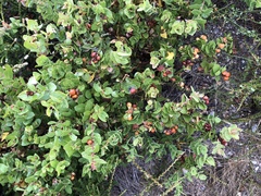 Arctostaphylos pechoensis