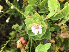 Arctostaphylos pechoensis